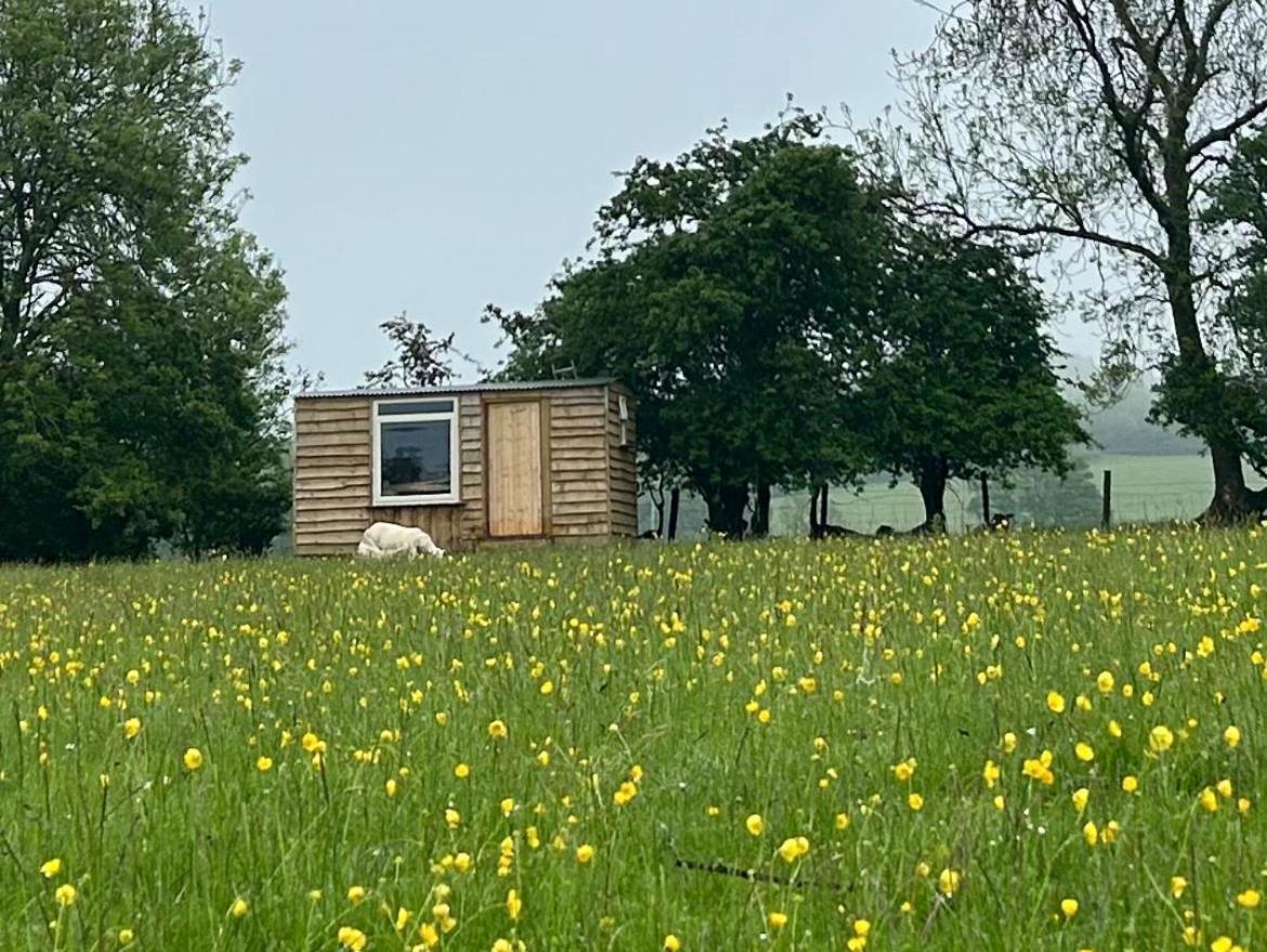 Off Grid Shepherds Hut Llansilin المظهر الخارجي الصورة